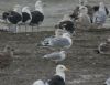 Caspian Gull at Hole Haven Creek (Steve Arlow) (186708 bytes)